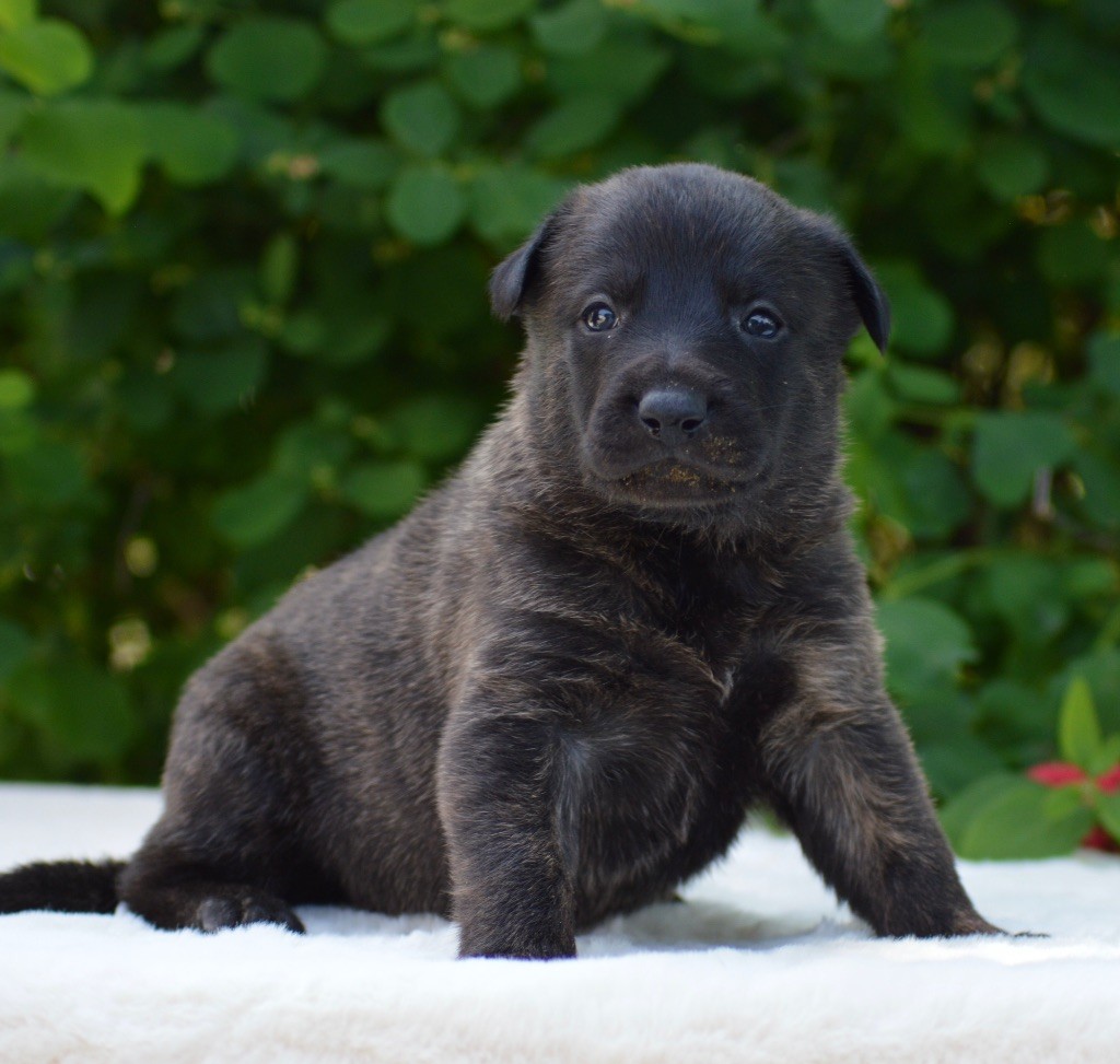 Des Murmures De La Foret - Chiots disponibles - Berger hollandais