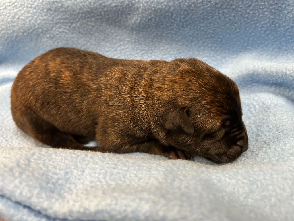 Chiot Berger hollandais Des Murmures De La Foret