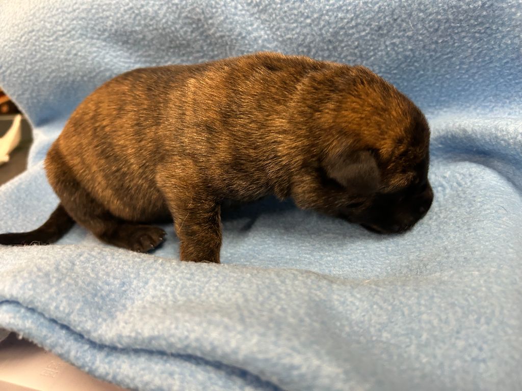Des Murmures De La Foret - Chiots disponibles - Berger hollandais
