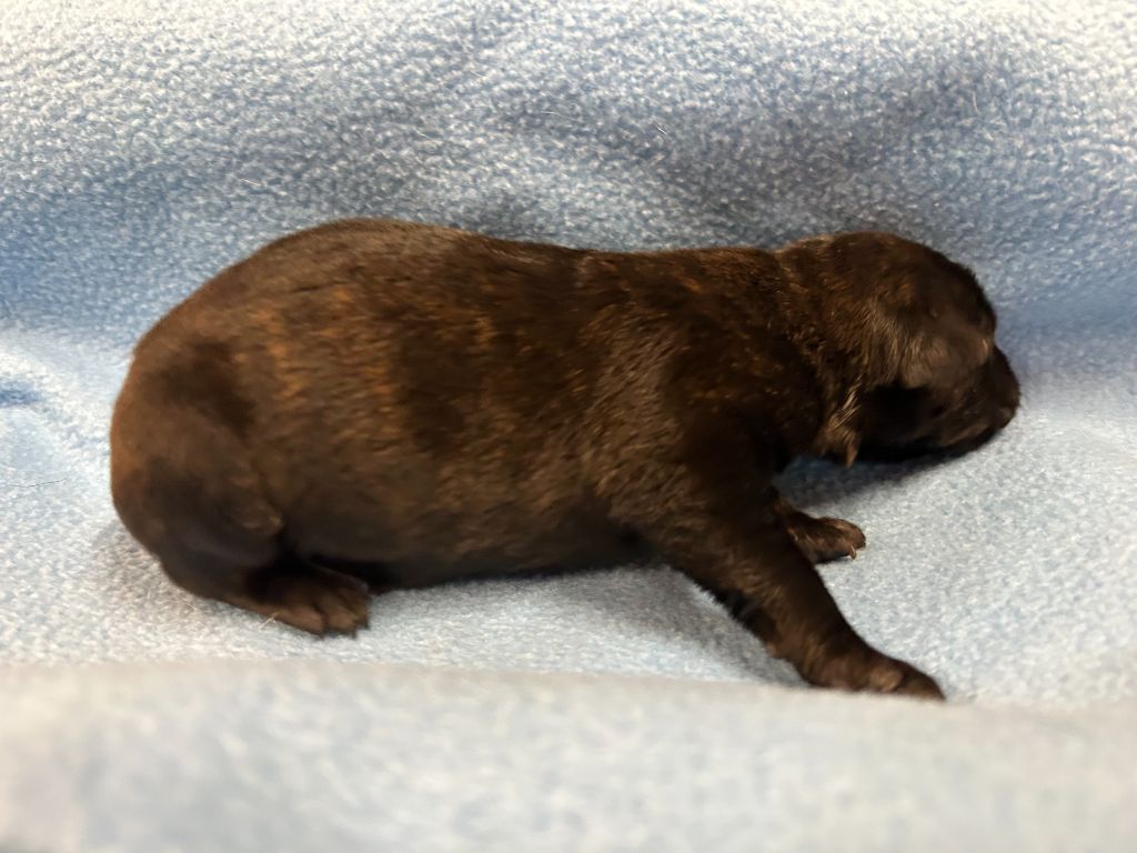 Des Murmures De La Foret - Chiots disponibles - Berger hollandais