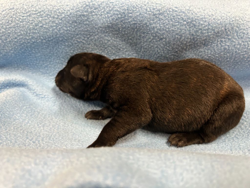 Des Murmures De La Foret - Chiots disponibles - Berger hollandais