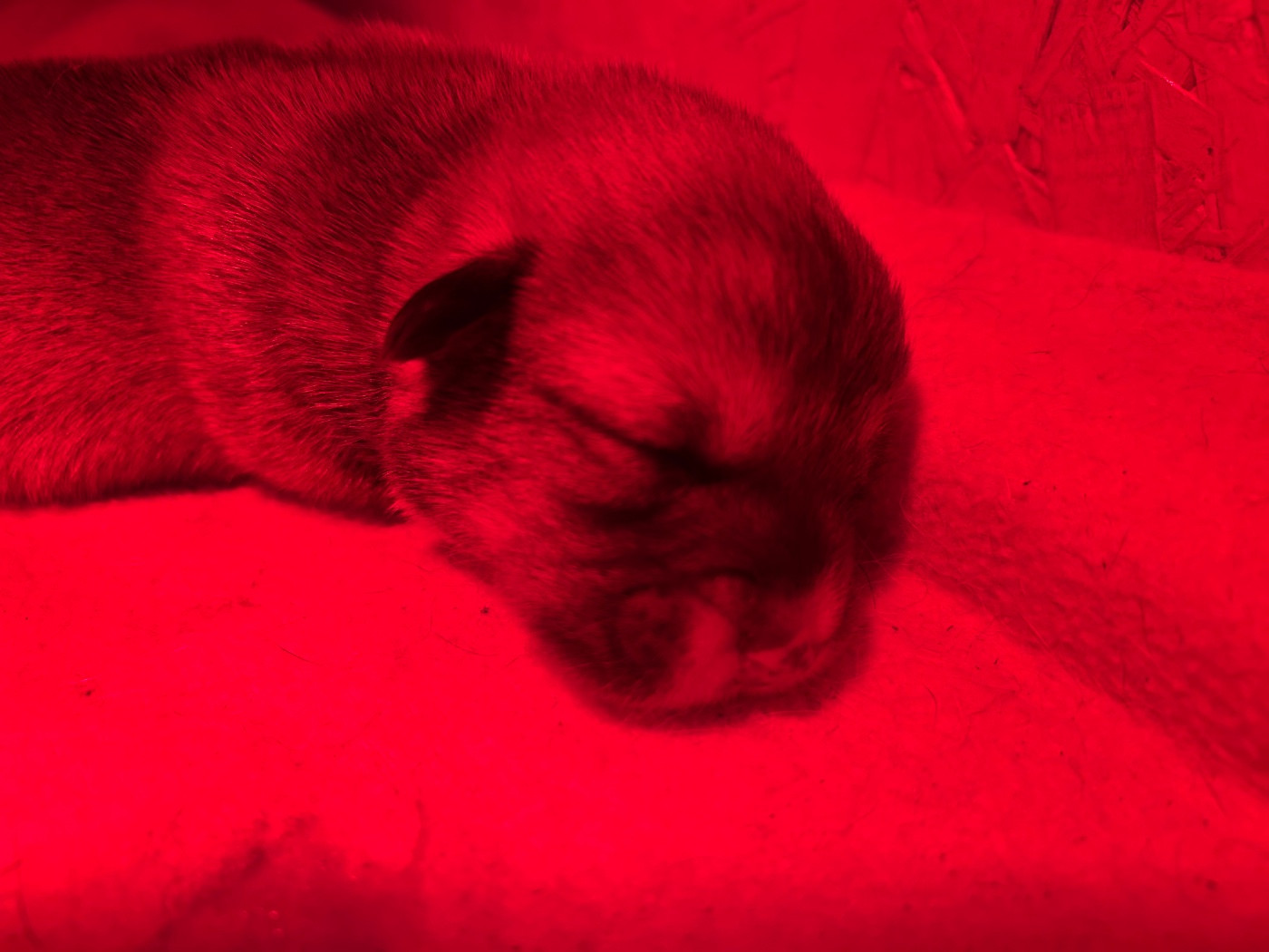 Des Murmures De La Foret - Chiots disponibles - Welsh Corgi Pembroke