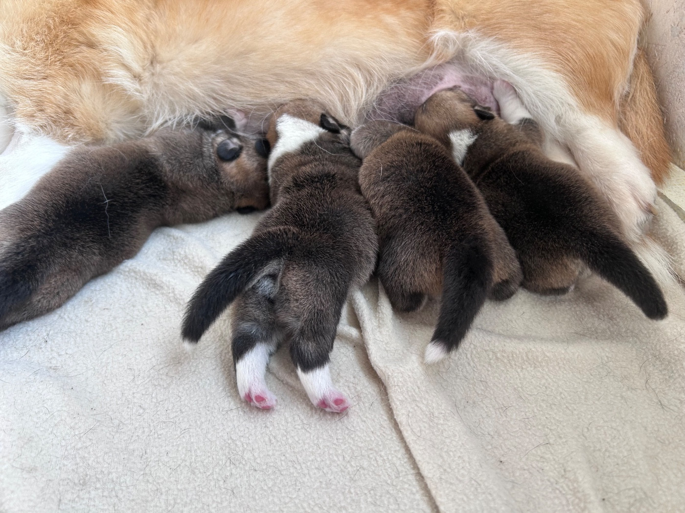 Chiot Welsh Corgi Pembroke Des Murmures De La Foret