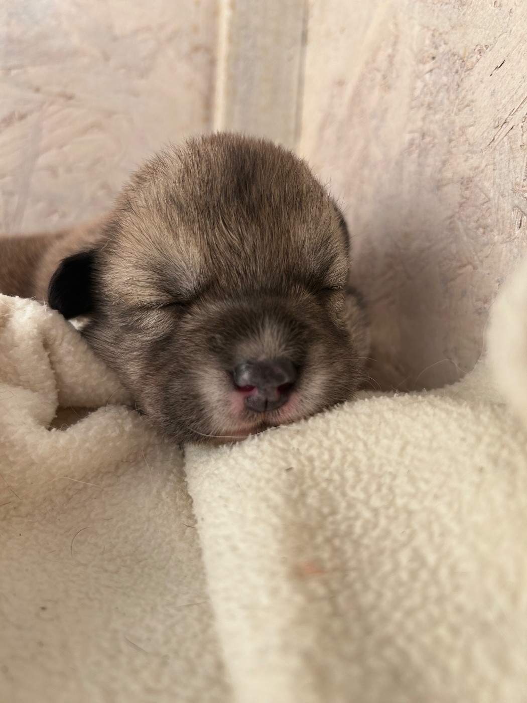 Des Murmures De La Foret - Chiots disponibles - Welsh Corgi Pembroke