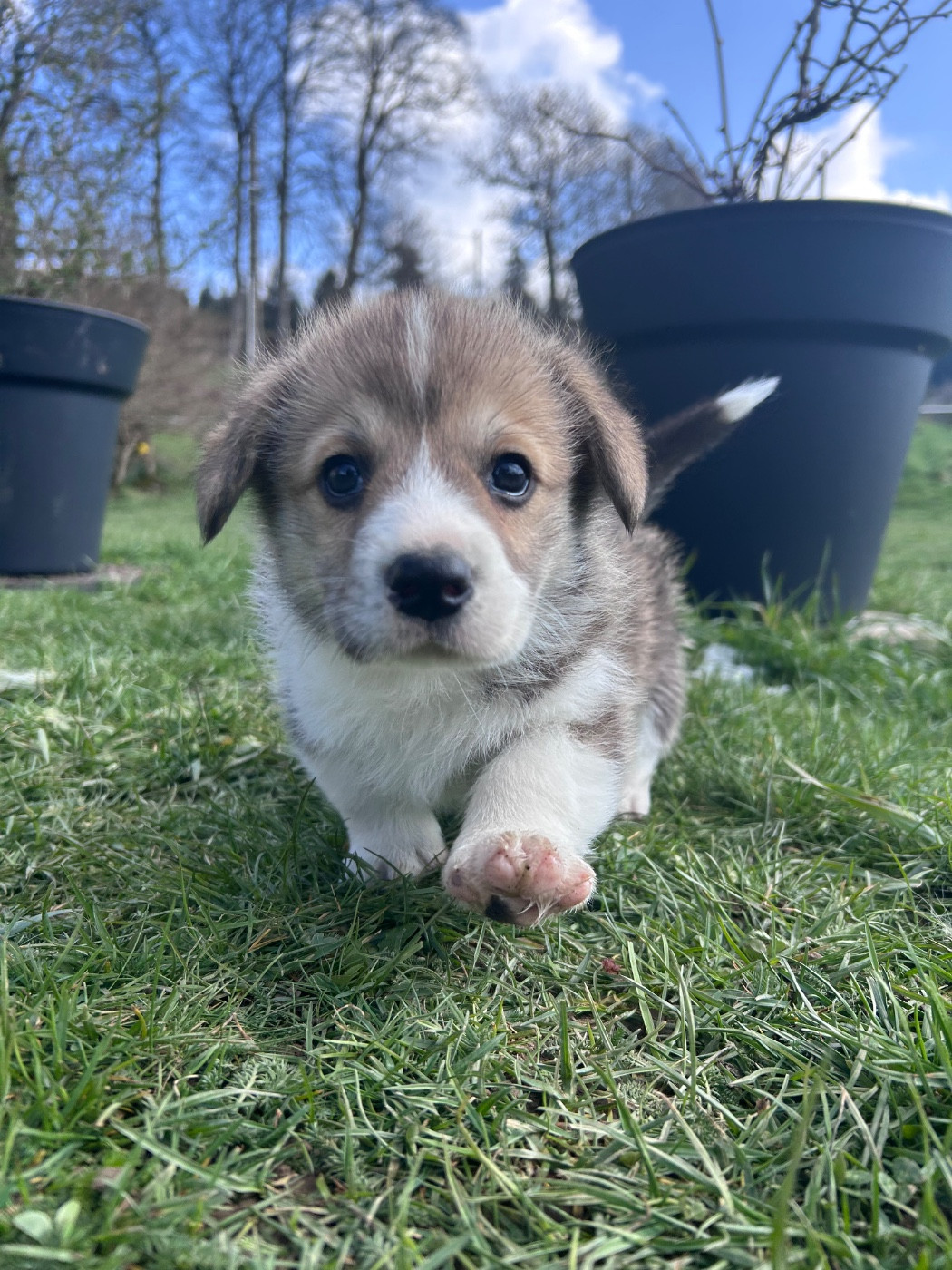 Des Murmures De La Foret - Chiots disponibles - Welsh Corgi Pembroke