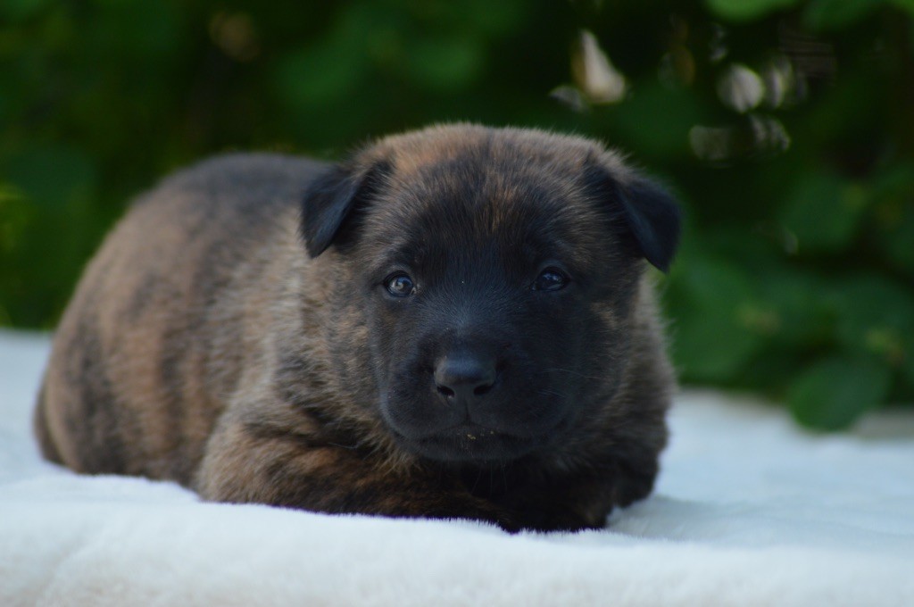 Des Murmures De La Foret - Chiots disponibles - Berger hollandais