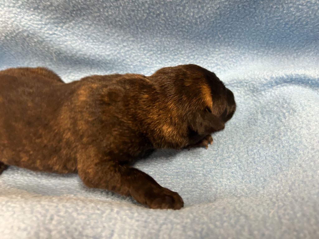 Des Murmures De La Foret - Chiots disponibles - Berger hollandais
