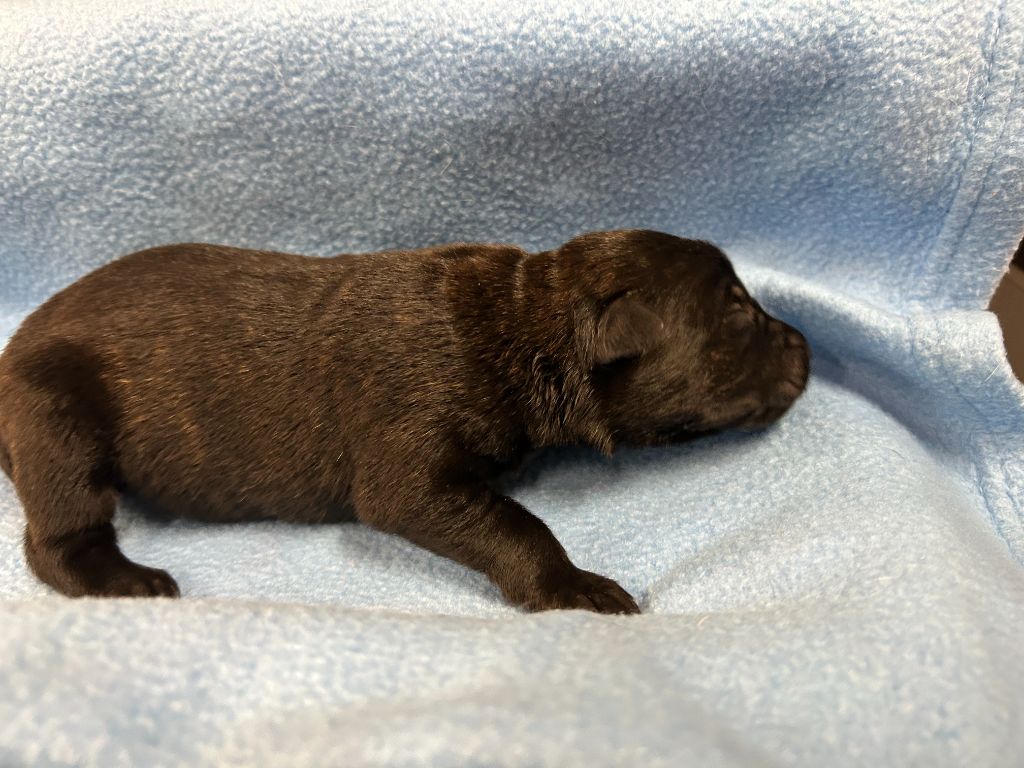 Des Murmures De La Foret - Chiots disponibles - Berger hollandais