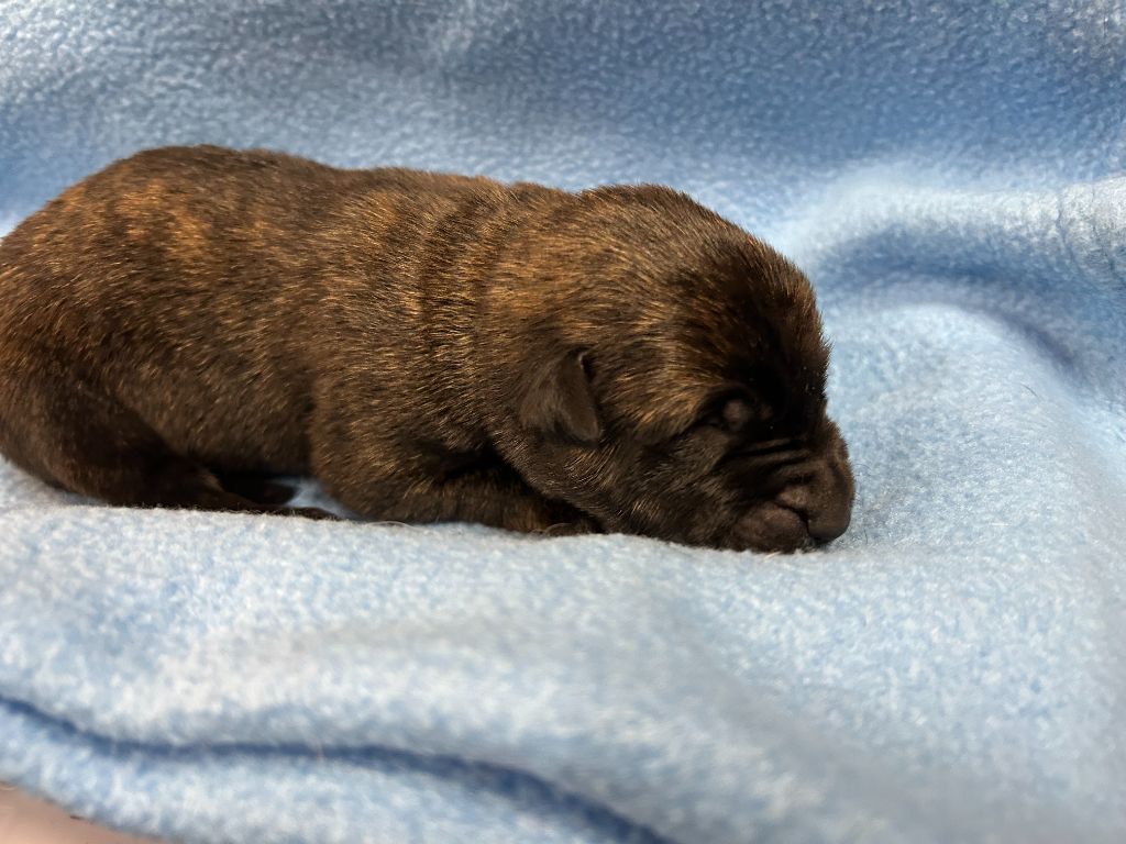 Des Murmures De La Foret - Chiots disponibles - Berger hollandais
