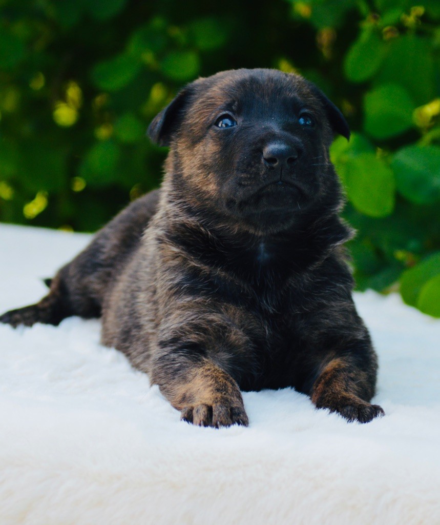 Des Murmures De La Foret - Chiots disponibles - Berger hollandais