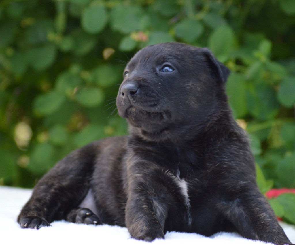 Des Murmures De La Foret - Chiots disponibles - Berger hollandais
